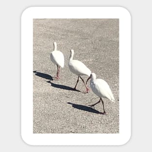 Three pelicans by the river Sticker